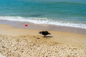 chien jouant au frisbee sur la plage dans le sud ouest des landes en france camping bord de mer acceptant les chiens et chats