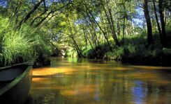 Visiter le par naturel des Landes avec le Camping 5 étoiles le Vieux Port 