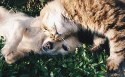 Camping avec chiens et chats accueillis avec plaisir Votre séjour dog-friendly labellisé Qualidog débarque au Vieux Port