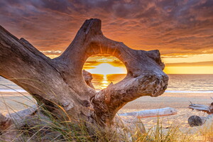 Un coucher de soleil sur la plage de Labenne, avec le soleil éclairant la scène à travers une ouverture dans un énorme bois flotté, créant un contraste saisissant entre l'orange doré du ciel et les textures brunes du bois.